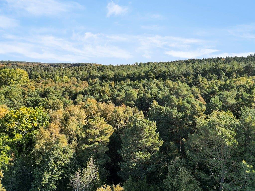 Protected Woodland.jpg